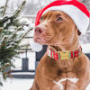 Picture of Unique style paws Christmas Dog Collar Metal Buckle Christmas Tree Puppy Collar Gift Durable Cute Collar for Small Medium Large Boys Girls Dogs