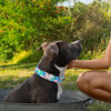 Picture of Unique style paws Dog Collar Metal Buckle Painting Banana Leaves Collar Gift Durable Cute Collar for Small Medium Large Boys Girls Dogs