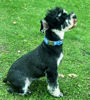 Picture of Unique style paws Dog Collar Metal Buckle Blue Plaid Collar Gift Durable Cute Collar for Small Medium Large Boys Girls Dogs