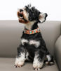 Picture of Unique style paws Dog Collar Metal Buckle Orange Collar Gift Durable Cute Collar for Small Medium Large Boys Girls Dogs