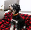 Picture of Unique style paws Halloween Dog Collar Metal Buckle Orange Pumpkin Collar Gift Durable Cute Collar for Small Medium Large Boys Girls Dogs