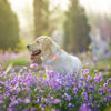 Picture of Unique style paws Dog Collar Metal Buckle Blue Striped Flower Collar Gift Durable Cute Collar for Small Medium Large Boys Girls Dogs