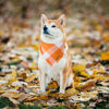 Picture of ADOGGYGO Fall Dog Bandanas, Halloween Thanksgiving Dog Bandana, Orange Plaid Dog Scarf, Multiple Sizes Offered, Fall Holiday Bandanas for Medium Large Dogs Pets (Fall, Large)