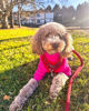 Picture of Fitwarm Dog Turtleneck Sweater, Dog Winter Clothes for Small Dogs Girl, Knitted Pet Coat, Cat Outfit, Hot Pink, XXL
