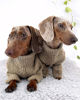 Picture of Fitwarm Thermal Knitted Dog Sweater Doggy Winter Coat Pet Clothes Doggie Turtleneck Jacket Puppy Outfits Cat Sweatsuit Sage Green XS
