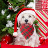 Picture of ADOGGYGO Christmas Dog Bandanas with Tassels Edges, Red Green Plaid Dog Christmas Scarf Bib, Multiple Sizes Offered, Christmas Bandanas for Small Dogs Puppies (Christmas-2, Small)