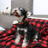 Picture of Unique style paws Dog Collar Metal Buckle Maple Leaves Collar Gift Durable Cute Collar for Small Medium Large Boys Girls Dogs