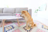Picture of Outward Hound Fattiez Chicken Plush Squeaky Dog Toy, XS