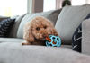 Picture of JW Pet HOL-ee Roller™, Dog Toy Puzzle Ball, Natural Rubber, Medium (4.5” Inch Diameter), Blue