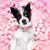 Picture of Unique style paws Valentine's Day Dog Collar Metal Buckle Collar XO Red Lips Gift for Small Medium Large Boys Girls Dogs Wedding