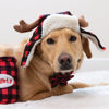 Picture of Huxley & Kent Pet Hat | Antler Buffalo Check (Extra-Large) | Festive Christmas Holiday Accessory for Dogs/Cats | Holiday Pet Hat | SnugFit Sliding Toggles for Best Fit