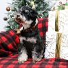 Picture of Unique style paws Christmas Dog Collar Metal Buckle Red Black Plaid Puppy Collar Gift Durable Cute Collar for Small Medium Large Boys Girls Dogs