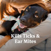 Picture of PetArmor Ear Mite Treatment for Dogs, Ear Mite Medicine Kills Ticks and Ear Mites to Relieve Itchiness, Sooths Ears with Aloe, 3oz