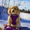 Picture of Voyager Reflective Dog Leash with Neoprene Handle, 5ft Long, Supports Small, Medium, and Large Breed Puppies, Cute and Heavy Duty for Walking, Running, and Training - Purple (Leash), S