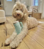 Picture of Nestpark Tumbler Cup Funny Dog Toy - Parody Plush Squeaky Crinkle Dog Toy (Mint Green)