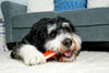 Picture of Hartz Chew 'n Clean Tuff Bone Bacon Scented Dental Dog Chew Toy - Large
