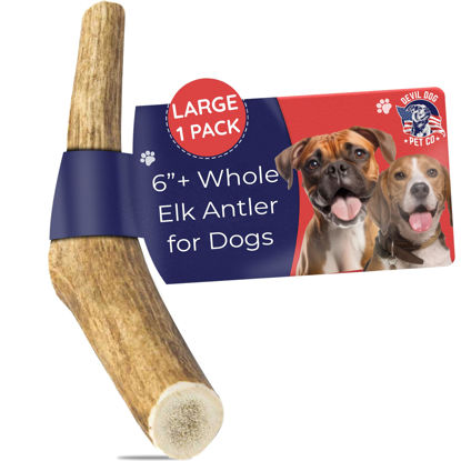 Picture of Devil Dog Pet Co. Elk Antlers for Dogs, 1 Pack, Large 6”+, Grade A Long Lasting Dog Bones for Aggressive Chewers, Premium USA Naturally Shed Antler Dog Chew - Healthy, No Odor, Dog Antler Chews