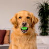 Picture of Playology Squeaky Chew Ball for Dogs | Engaging All-Natural Sweet Potato Scented Dog Toy for Medium Dogs up to 50lbs | Squeak, Fetch, and Play!