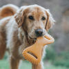 Picture of Benebone Dental Durable Dog Chew Toy for Aggressive Chewers, Real Peanut, Made in USA, Large