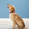 Picture of PWOD Reflective Dog Collar, Adjustable Soft Neoprene Padded Nylon Pet Collars with Buckle for Extra Large Dogs, Hotpink,XL