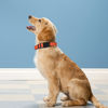 Picture of PWOD Reflective Dog Collar, Adjustable Soft Neoprene Padded Nylon Pet Collars with Buckle for Large Dogs, Orange,L