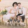 Picture of ADOGGYGO Formal Dog Tuxedo Wedding Dog Bandana Dog Wedding Tux with Bowtie Dog Birthday Costume Adjustable Dog Formal Outfit for Medium Large Dogs Pets (L, Black)