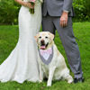 Picture of ADOGGYGO Formal Dog Tuxedo Wedding Dog Bandana Dog Wedding Tux with Bowtie Dog Birthday Costume Adjustable Dog Formal Outfit for Large Dogs Pets (L, Grey)