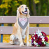 Picture of ADOGGYGO Formal Dog Tuxedo Wedding Dog Bandana Dog Wedding Tux with Bowtie Dog Birthday Costume Adjustable Dog Formal Outfit for Large and Extra Large Dogs Pets (XL, Grey)