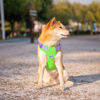 Picture of PHOEPET No Pull Dog Harness, Unique Colors Reflective Adjustable Dog Vest, with Soft Training Handle Metal Clips for Small Medium Large Dogs (Green Base & Purple Straps,XL)