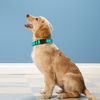 Picture of PWOD Reflective Dog Collar, Adjustable Soft Neoprene Padded Nylon Pet Collars with Buckle for Medium Dogs, Teal,M