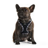 Picture of AMTOR Dog Harness with Leash Set,No Pull Adjustable Reflective Step-in Puppy Harness with Padded Vest for Extra-Small/Small Medium Large Dogs and Cats(Blackwhite,XXS)