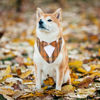 Picture of ADOGGYGO Fall Dog Tuxedo Bandana, Orange Plaid Dog Tux Collar with Bowtie Adjustable Dog Halloween Thanksgiving Formal Costume for Medium Large Dogs Pets (L, Fall)
