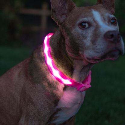 Picture of BLAZIN Brightest Light Up Dog Collars - The Original LED Dog Collar with 1,000 Feet of Visibility - USB Rechargeable Waterproof Dog Collar Light - Dog Lights for Night Walking - USA Brand