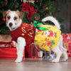 Picture of Dog Christmas Outfit Dog Dresses, Dog Christmas Costume Clothes for Dogs Funny Puppy Dress with Bow for Small Large Dogs, Pumpkin Witch Bat Pet Costume Halloween Christmas