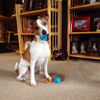 Picture of insum Squeaky Tennis Balls for Dogs Colorful Easy Catching Pet Dog Balls 12 Pack (2.0inch-6colors)