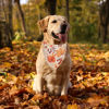 Picture of ADOGGYGO Fall Dog Bandana, Pumpkin Maple Leaf Autumn Thanksgiving Dog Scarf, Adjustable Fit Pet Fall Bandanas for Large X-Large Dogs Pets (X-Large, Fall)