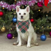 Picture of ADOGGYGO Christmas Dog Bandanas with Tassels Edges, Stylish Red Green Plaid Dog Christmas Scarf Bib, Multiple Sizes Offered, Pet Christmas Bandanas for Small Dogs (Christmas, Small)