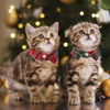 Picture of ADOGGYGO Christmas Cat Collars Breakaway with Bow Tie Bell, 2 Pack Red Green Plaid Christmas Kitten Collar with Removable Shirt Collar, Plaid Pet Christmas Collars for Cats Kittens (Christmas)