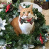 Picture of ADOGGYGO Christmas Cat Collars Breakaway with Bow Tie Bell, 2 Pack Red Green Plaid Christmas Kitten Collar with Removable Shirt Collar, Plaid Pet Christmas Collars for Cats Kittens (Christmas)