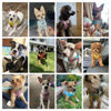 Picture of AIITLE Small Harness for Puppy with A Leash - Summer Dog Vest Harness with Super Breathable Mesh, Reflective No-Pull Pet Harness for Outdoor Walking, Running for Small Dogs, Cats Pink XXS