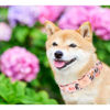 Picture of Elegant little tail Dog Collar, Pink Floral Pattern Pet Collar Summer Durable Cute Dog Collars Male or Female Pet Gift Adjustable Dog Collar for Large Dogs