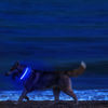 Picture of MASBRILL LED Dog Collar-Light Up Dog Collars Rechargeable Lighted Dog Collar Night Walking Glow Collar for Dogs