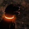 Picture of MASBRILL LED Dog Collar-Light Up Dog Collars Rechargeable Waterproof Lighted Dog Collar Night Walking Glow Collar for Small Medium Large Dogs