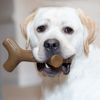 Picture of Benebone Maplestick Durable Dog Chew Toy for Aggressive Chewers, Real Maplewood, Made in USA, Giant