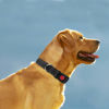 Picture of Taglory Reflective Dog Collar with Safety Locking Buckle, Adjustable Nylon Pet Collars for Medium Dogs, Black