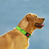 Picture of Taglory Reflective Dog Collar with Safety Locking Buckle, Adjustable Nylon Pet Collars for Large Dogs Female Male, Green, L