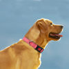 Picture of Taglory Reflective Dog Collar with Safety Locking Buckle, Adjustable Nylon Pet Collars for Extra Large Dogs Female Male, Baby Pink, XL
