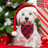 Picture of Adoggygo Christmas Dog Bandanas 2 Pack, Premium Cotton Fabric, Multiple Sizes Offered, White Red Plaid Bandanas for Small Dogs (Small, Red & White)