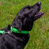 Picture of Country Brook Petz Martingale Dog Collar - Heavy-Duty Training Collar with No Buckle - Service Dog Collar for All Pups - Vibrant, Colorful Collection (Hot Green, 1 Inch, Large)