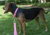 Picture of Country Brook Petz Martingale Dog Collar - Heavy-Duty Training Collar with No Buckle - Service Dog Collar for All Pups - Vibrant, Colorful Collection (Pink, 1 Inch, Medium)